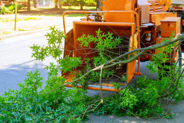 Reliable Driggs, ID Tree Service Solutions